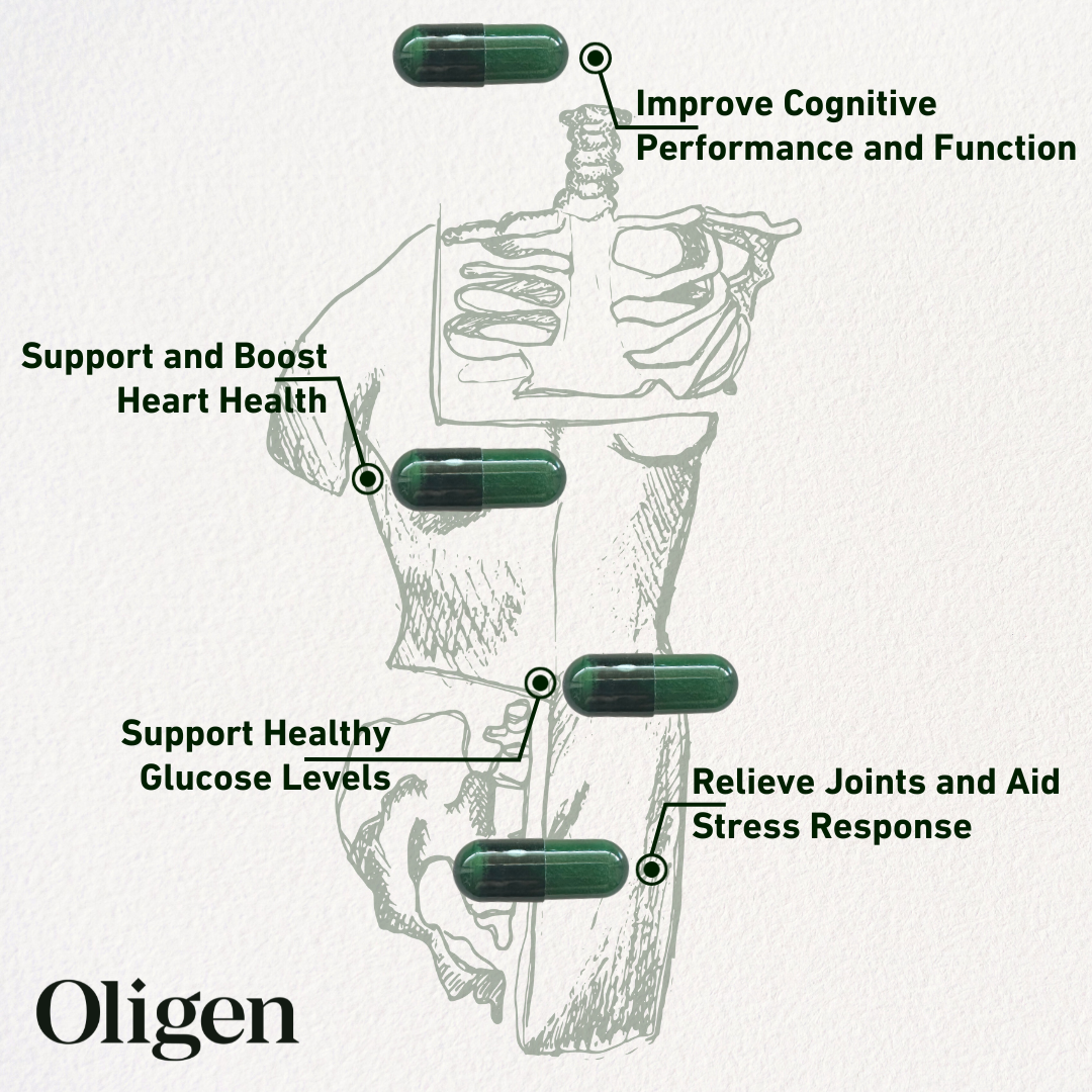 OLIGEN 5mg | 3-Pack | Daily Oleocanthal | Free Shipping